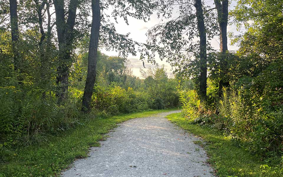 Gravel trail through trees 